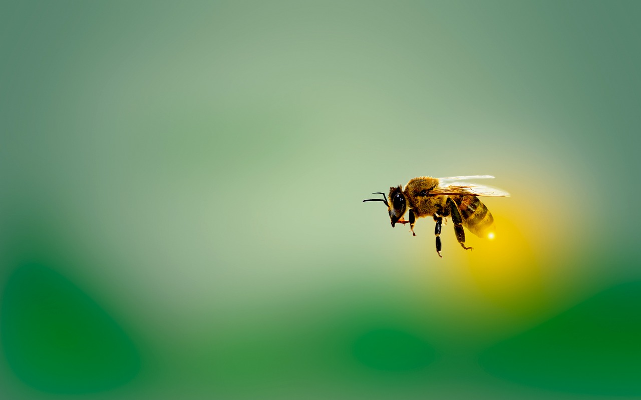 honeybee, bee, honey