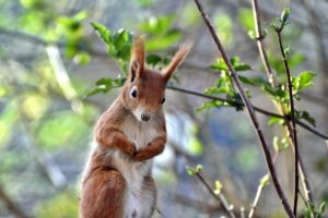 squirrel, verifiable kitten, rodent