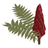 Essigbaum_only_1024X1024.png